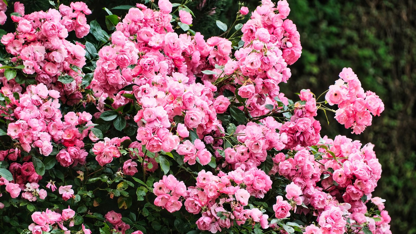 色とりどりのバラの花